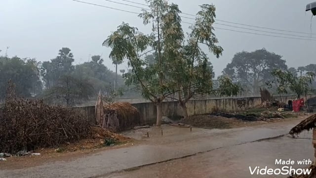 मेसकौर प्रखंड में अचानक बरसात होनेसे दलहन की फसलोंको हुआ नुकसान,किसान चिंतित