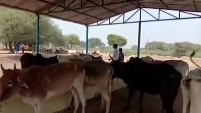 कोंच:-आवारा गायों का वीडियो वायरल होने के बाद ग्राम प्रधान ने गौशाला की व्यवस्थाएं करवाई दुरस्त


बीते दिनों बसोब गांव क