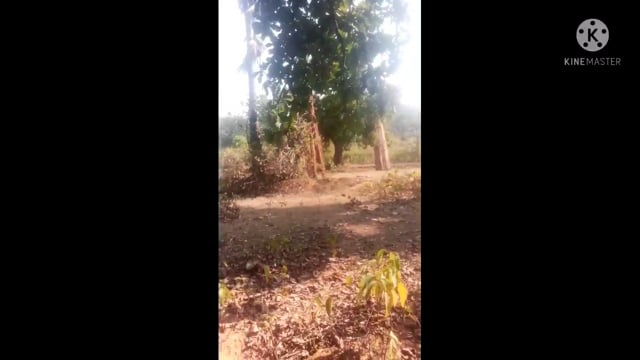 विद्यापीठ के लंबे वन क्षेत्रों की सुरक्षा दो  सिपाही के भरोसे