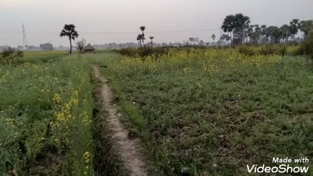 जिले में बेमौशन बरसात से मेस्कॉर प्रखंड के किसान हुए प रेशान, दिलहन और तिलहन की फसल हुए बर्बाद