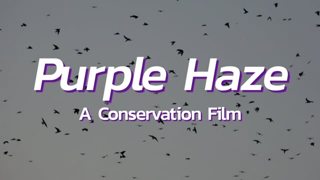 Purple Haze: A Conservation Film