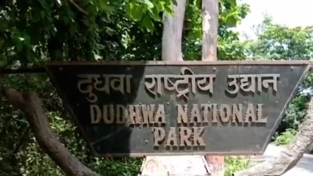 लखीमपुर जिले की पलिया तहसील क्षेत्र में स्थित दुधवा नेशनल पार्क में हाथियों के लिए इस तरह से लाया जा रहा चारा