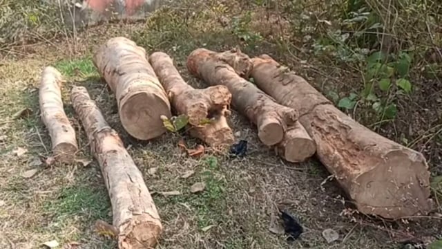 खबर चलने के बाद वनकर्मियों ने जब्त की लकड़ी