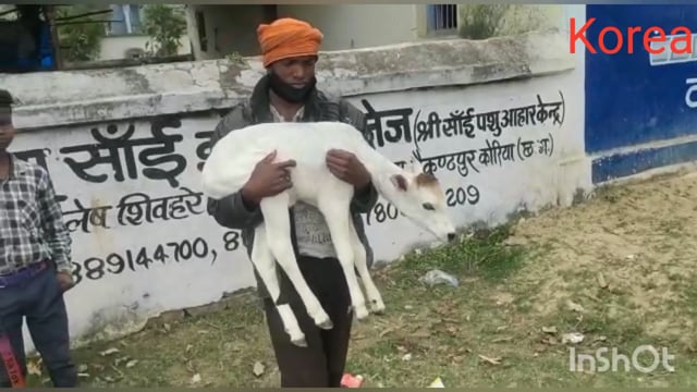 गौ रक्षक अनुराग दुबे ने नवजात बछड़े को बाल मंदिर प्रांगण में सुरक्षित रखा