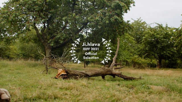 Náhled pro video reference
