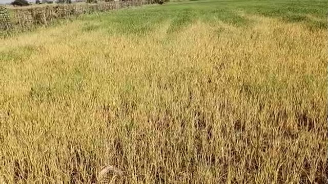 गेहूं की फसल में लग रहा झुलसा रोग किसान परेशान।