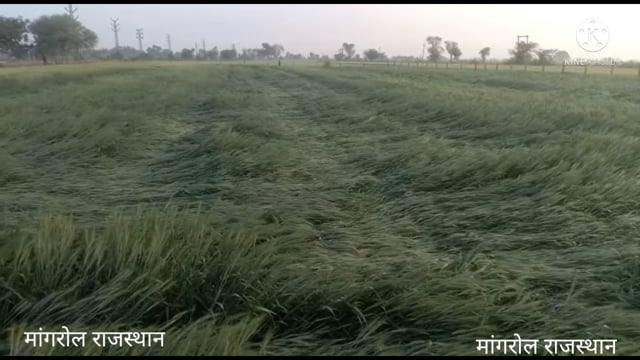 मांगरोल कस्बे में तेज हवाओं के साथ हुई हल्की बारिश जिसमें किसानों के खेतों में हुआ नुकसान गेहूं चना सरसों आदि फसलों में 