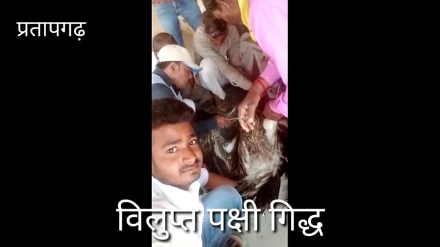 प्राकृतिक सफाईकर्मी गिद्ध वर्षों बाद दिखा, ग्रामीणों ने कराया चिकित्सक से ईलाज दीर्घायु गिद्ध होता है,वनकर्मी के सुपुर्द