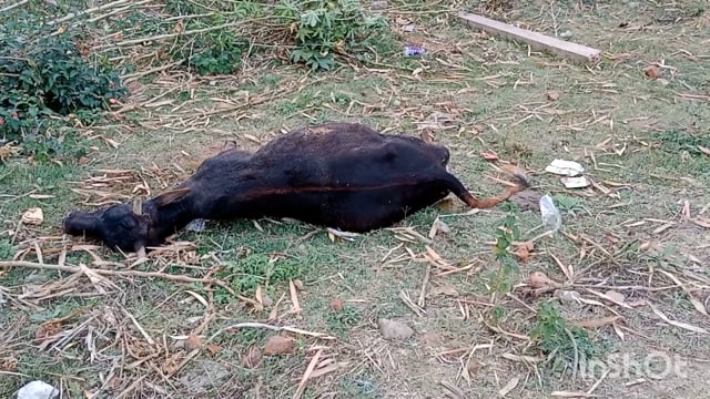 लापरवाह चिकित्सकों के कारण गई 1 गोवंश की जान