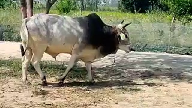 गोंडा न्यूज़ वजीरगंज गोवंश को चोर फरार हुआ दबंग