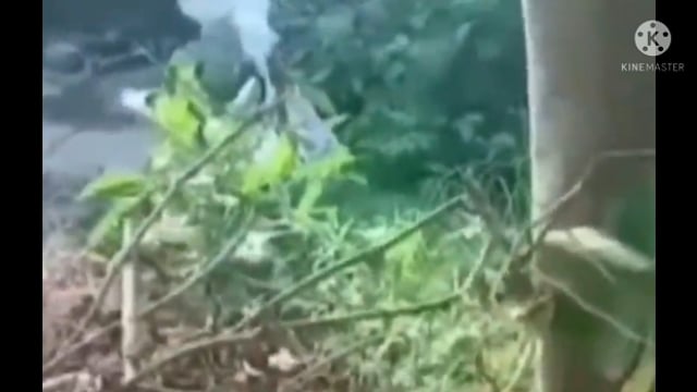 फुल्लीडुमर थाना की पुलिस शिक्षक के घर से 8 लीटर देसी महुआ शराब किया जप्त लाया थाना