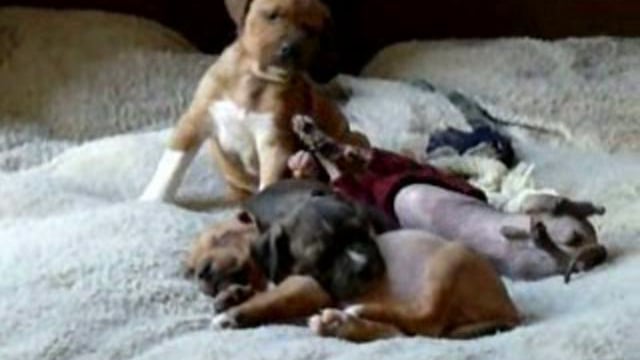 Doggie fun - waking up