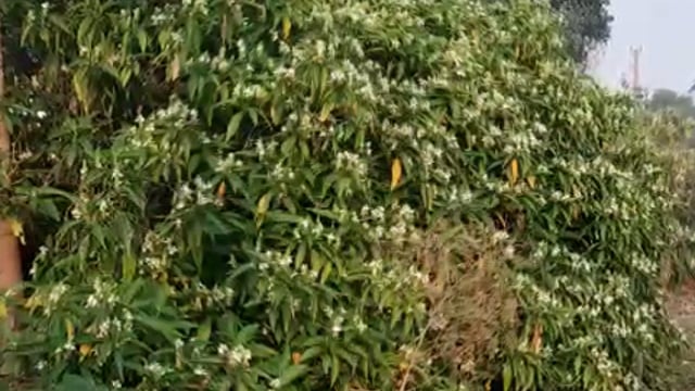 हर पेड पौधे की जड़,पते एवं छाल में औषधीय गुण, पहचान की जरूरत-भीम सिंह