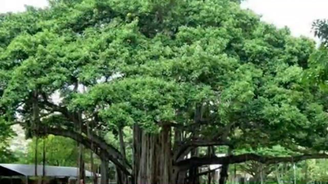  अंतर्राष्ट्रीय वन दिवश मनाया, मानव अपने जरूरत के अनुशार् प्राकृतिक संसाधनों का कर रहा दोहन, पेड़ लगाओ जीवन बचाओ