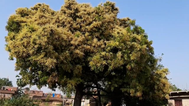 चानन  : आम के पेड़ो में मंजर देख गदगद हो रहे किसान। 