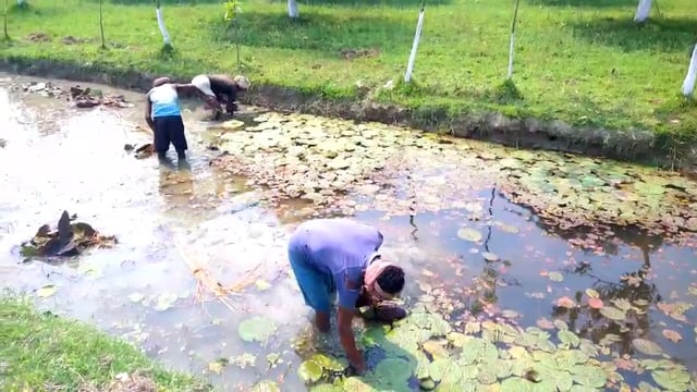 हसनगंज में ब्लैक डायमंड के नाम से मशहूर मखाना की खेती जोरों पर,मखाना की खेती कर क्षेत्रों में लोग मालामाल हो रहे हैं