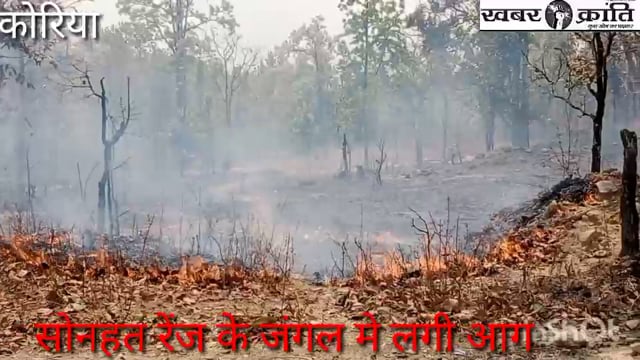 सोनहत के जंगल में लगी आग वन विभाग के अधिकारी सुस्त