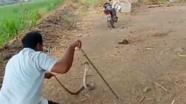 दक्षिण सोलापुर तालुक्याच्या कुसुर गांवच्या शिवानंद हेरकर यांच्या शेतातील ऊसात पाच फूटी अति विषारी नाग साप दिसून आल्याने 