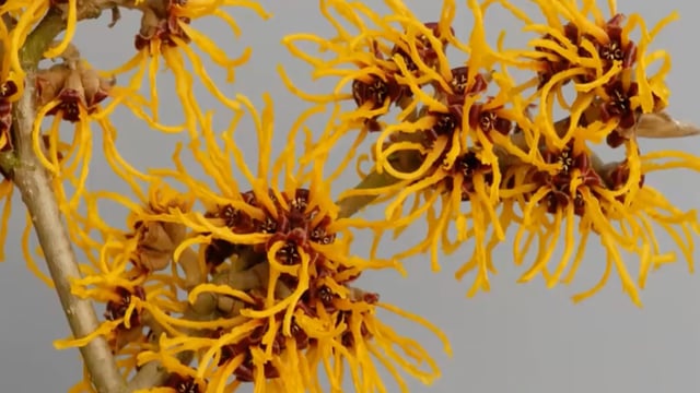 Chris Lane – Witch Hazels