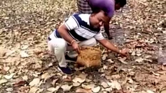 भालू के हमले से महुआ बिन रहा एक व्यक्ति हुआ घायल