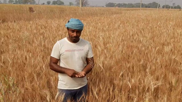 चानन  : पछुआ हवा ने बढ़ाई किसानों कि चिंता। 