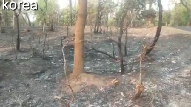 सोनहत के जंगल में लगी आग वन परीक्षेत्र अधिकारी बेखबर