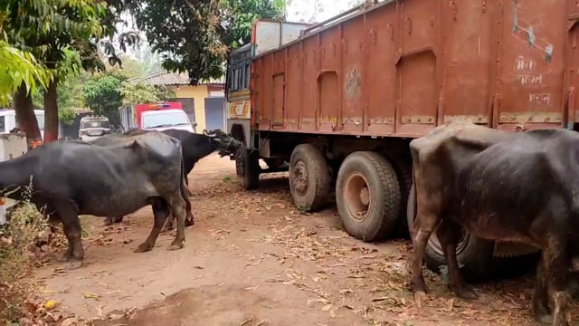 चंडी पुलिस ने सात पशु चोर को किया गिरफ्तार, 8 पशु बरामद