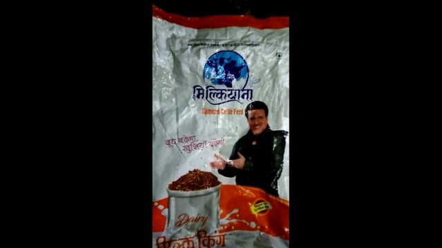 पशु आहार खाने से 70 से 80 गोवंश पड़ी बीमार डाक्टरों की टीम कर रही उपचार