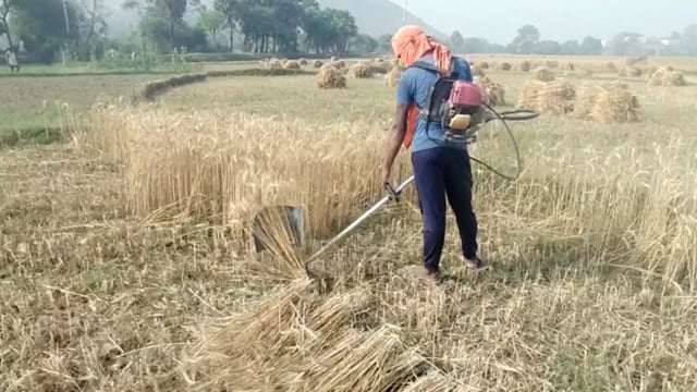 चानन  : मोहनपुर गांव में ब्रश कटिंग से शुरु हुआ गेंहू कि कटाई। 