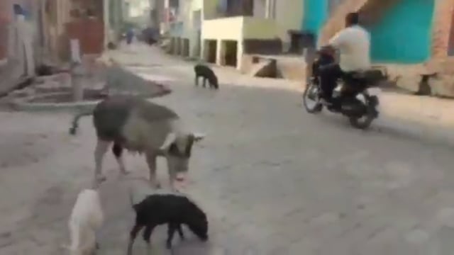 आवारा सुअर बने जनता के लिए परेशानी पालिका प्रशासन बना मूकदर्शक