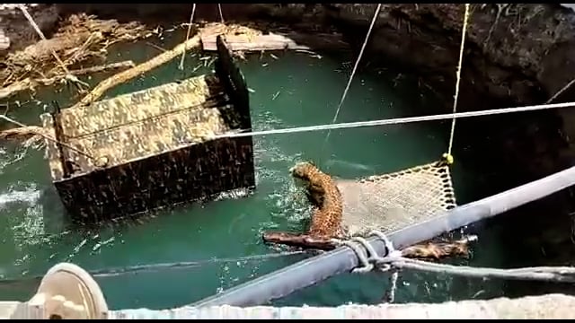 देऊळगाव राजा :
तालुक्यातील खल्याळ गव्हाण येथील बिबट्याला बुलढाणा रेस्क्यू टीमने पकडले