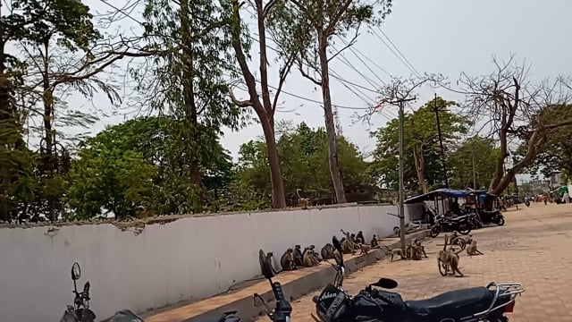 सिंदेवाही -लोनवाही परिसरातील नागरिक माकडामुळे त्रस्त-माकडाचा बंदोबस्त करा. 