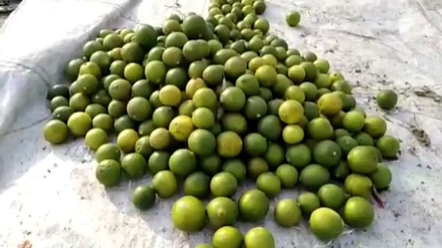 नींबू पर भी चढ़ा महंगाई का खट्टापन, आम आदमी की पहुंच से हुआ बाहर