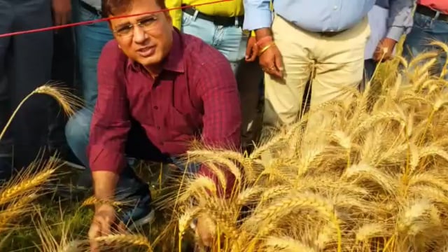 जिला अधिकारी के द्वारा बरियारपुर में फसलों का निरीक्षण किया गया।