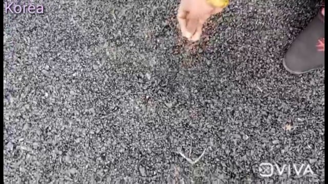 पीएमजीएसवाई विभाग के द्वारा कुडैली से सरभोका तक बन रही डामरीकरण सडक मे हो रही जम कर भ्रस्टाचारी