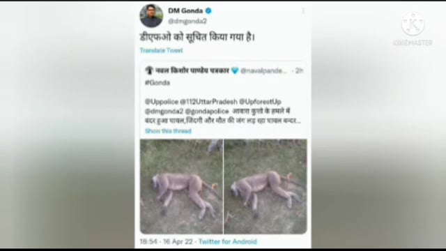 गोंडा न्यूज़ हनुमान जयंती के दिन कुत्तों के हमले में,घायल बंदर वन विभाग की लापरवाही से हार गया जिंदगी की जंग