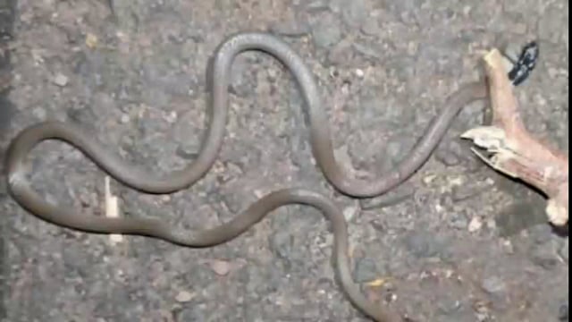 माडगुळेत सापडला दुर्मिळ पोवळा जातीचा साप प्राध्यापक शिवाजी विभुते यांची माहिती
