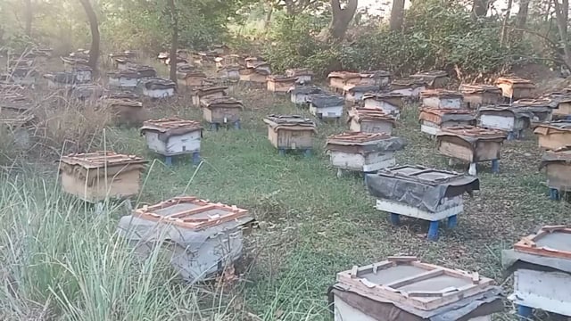 अस्ता पंचायत के पंचायत सरकार भवन स्थित बागीचा में मधुमखी पालन का हो रहा है कारोबार