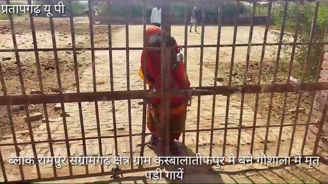 रामपुर संग्रामगढ़ ब्लाक ग्राम कस्बालातीफपुर केगौशाला में मरे गौवंश को नाले में फेंका,कुत्ते नोच रहे,जर्जर होकर मरे गौवंश