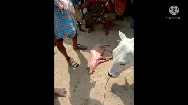 सोमवार को एक गाय ने लकड़बग्घे को दिया जन्म खबर सुनते ही देखने उमड़ी लोगों की भीड़