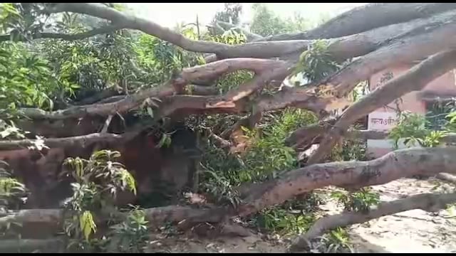 अमरपुर : विद्यालय परिसर में आम के पेड़ का एक हिस्सा टूट कर गिरा चारदीवारी क्षतिग्रस्त गनीमत रही की घटना रात में हुई l