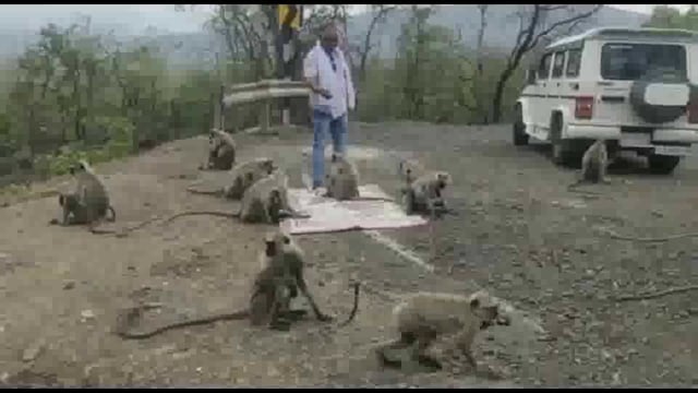 गौ रक्षक अनुराग दुबे के द्वारा लगभग एक दर्जन बंदरों को कराया जलपान