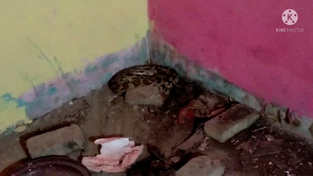 Gonda News: तरबगंज थाना क्षेत्र के विशुनपुर में अजगर निकलने से मचा हड़कंप
