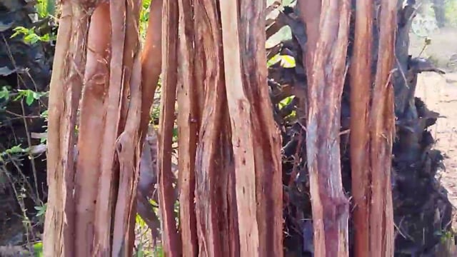 जंगल की कटाई जोरों पर वन विभाग के पदाधिकारी इन अवैध कटाई को रोकने में असफल