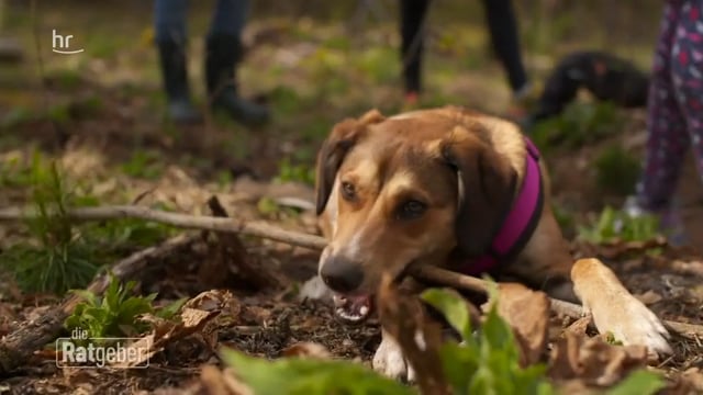 hr-fernsehen – Die Ratgeber (Video)