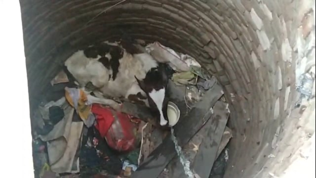 रहुई सामुदायिक स्वास्थ्य केंद्र अस्पताल के पास घास चरने के दौरान कुंए में गिरा गाय का बछड़ा, बचाव कार्य करने हेतु जुटे लो