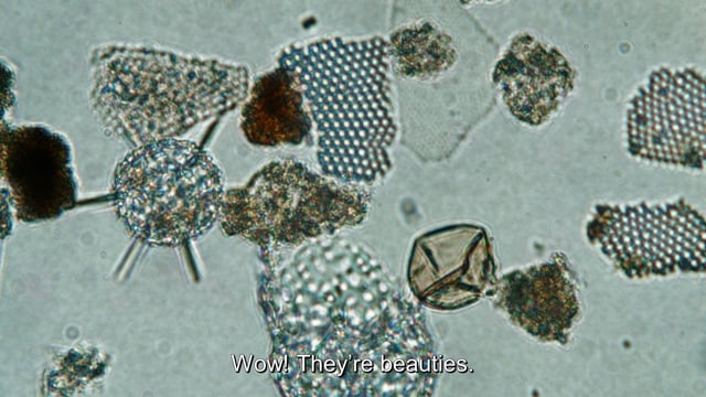 Ballast Stowaways Dinoflagellates