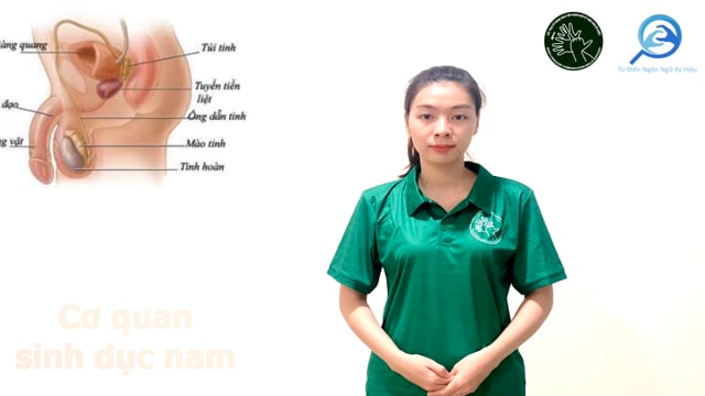 co-quan-sinh-duc-nam-7550