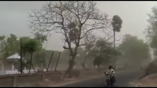 33 हजार हाई वोल्टेज तार पर गिरा पेड़ ,सिरदला प्रखंड क्षेत्र में बिजली आपूर्ति हुई बाधित