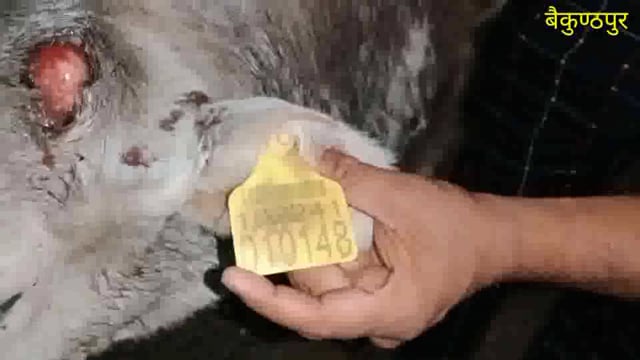 कमांडर चालक ने अनियंत्रित होकर गोवंश को मारा ठोकर गोवंश हुई घायल गौ रक्षक ने कराया उपचार